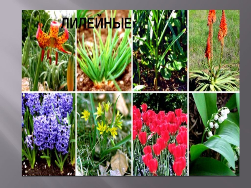 Цветы из лилейных семейства фото с названиями