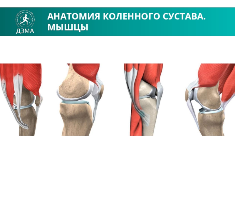 Презентация коленный сустав