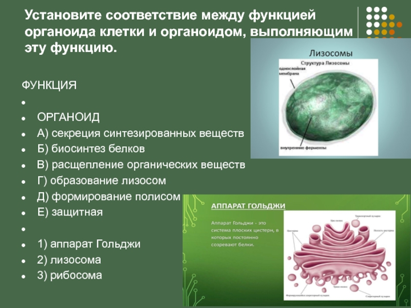 Определи какими цифрами на рисунке обозначены следующие клеточные органоиды