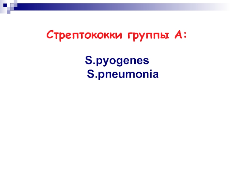 Стрептококки группы а презентация