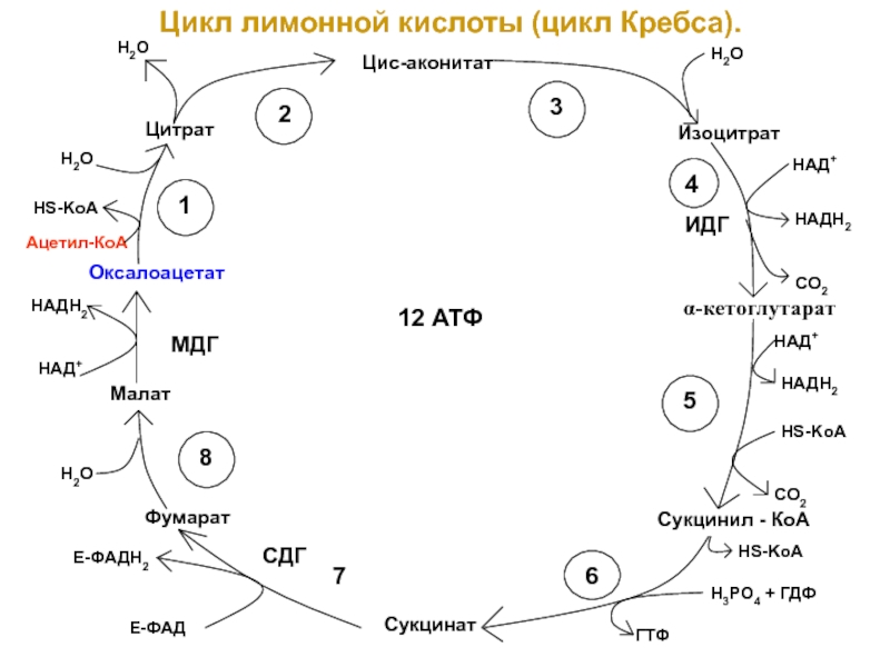 Нарисовать цикл кребса