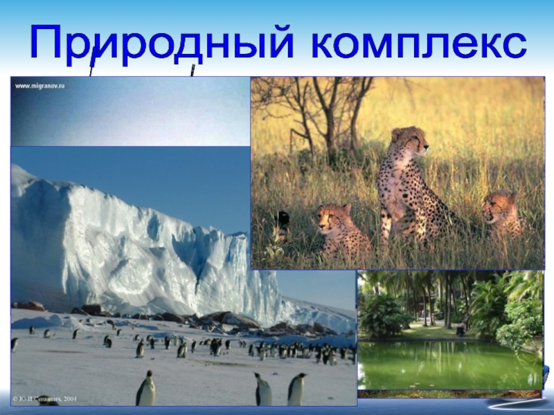 5 природных комплексов. Природные комплексы земли 6 класс. Природный комплекс Луга. Природно территориальный комплекс Луга. Природный комплекс парка.