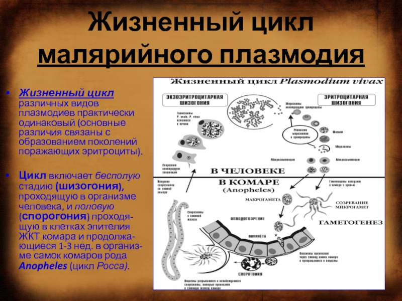 Малярийный плазмодий эукариот. Цикл развития малярийного плазмодия. Тканевая шизогония малярийного плазмодия. Жизненный цикл малярийного плазмодия 8 класс биология. Фаза тканевой шизогонии малярийного плазмодия проходит:.