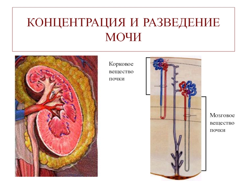 Мозговая почка. Разведение и концентрация мочи. Мозговое вещество почки петли Генле. Разведение мочи. Процессы концентрирования, разведения мочи..