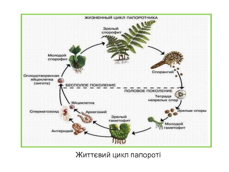 Циклы растений тест