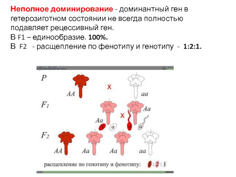 Неполное доминирование проект