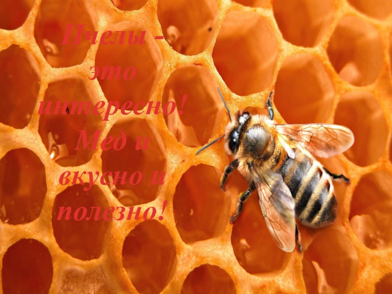 Пчёлы - это интересно. Мед и вкусно и полезно