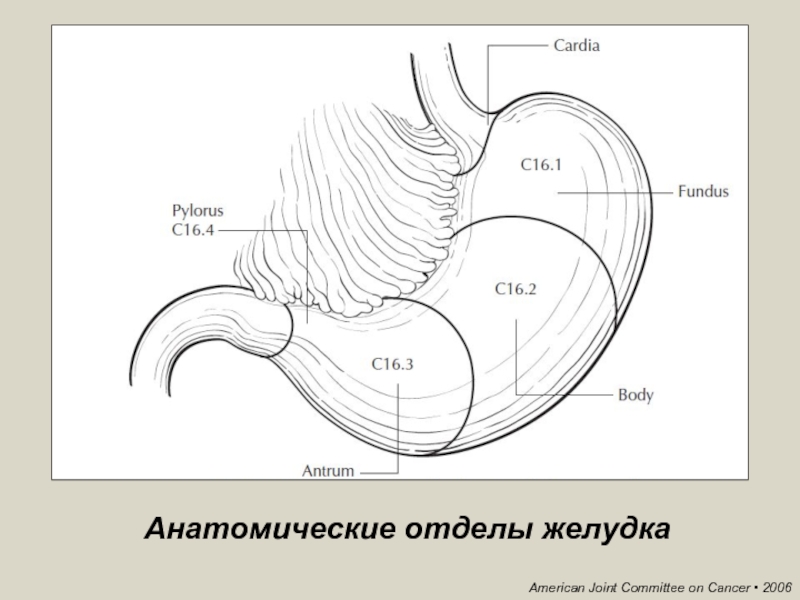 Отделы желудка схема