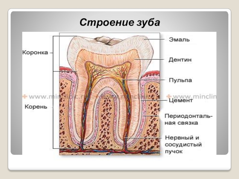 В чем особенность строения дентина какую. Строение зуба. Строение зуба гистология. Схема строения зуба. Строение зуба анатомия.
