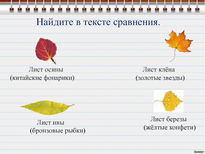 Сравнение листьев. Лист березы и осины. Листья осины и клена. Лист клена лист березы лист осины. Желтый лист осины.