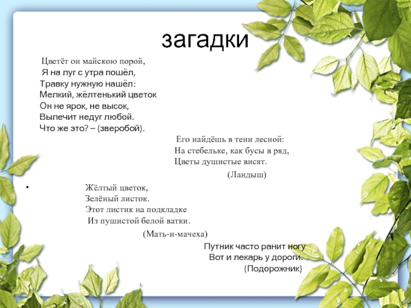 Загадки про растения. Загадки про растения для детей. Загадки про лекарственные растения. Загадки о лекарственных растениях для детей.