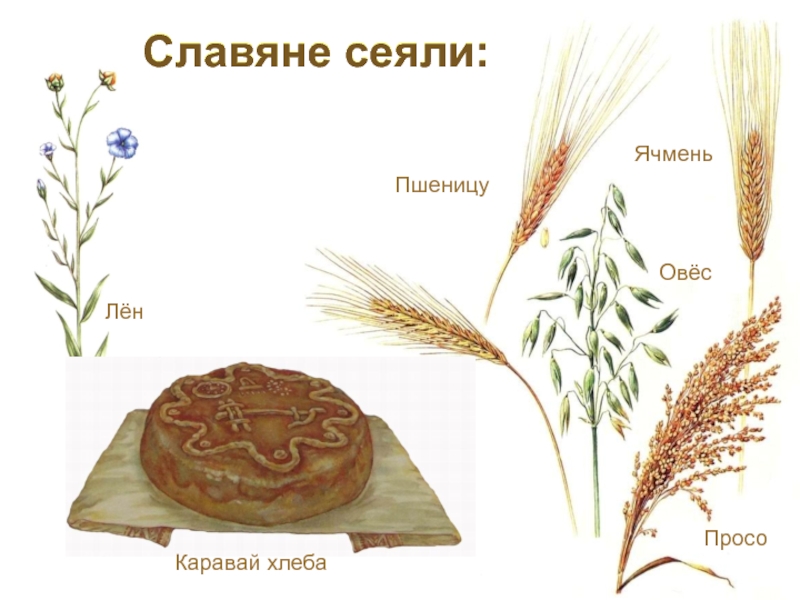 Ячмень и просо. Рожь и овес. Что сеяли славяне. Пшеница рожь ячмень просо. Пшеницу, рожь, просо, овес, ячмень.