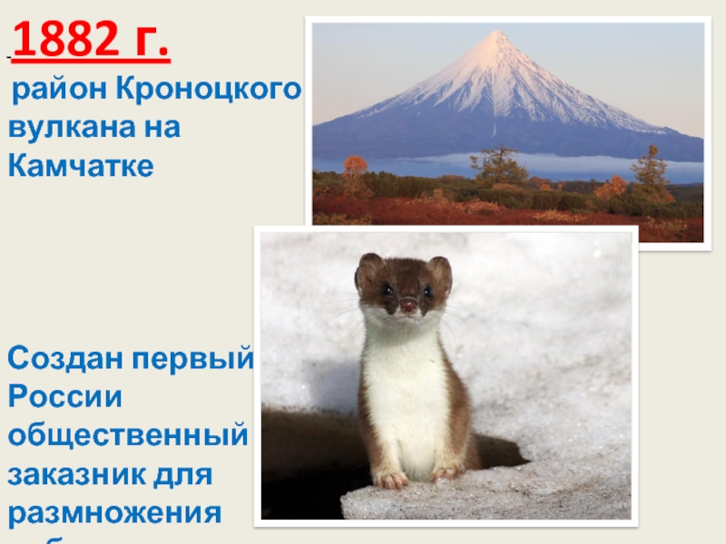  1882 г. район Кроноцкого вулкана на Камчатке Создан первый в России общественный заказник для размножения соболя.