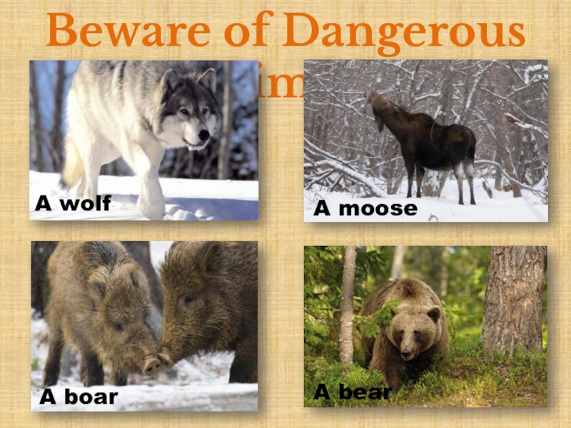 Презентация Beware of Dangerous Animals! 9 класс