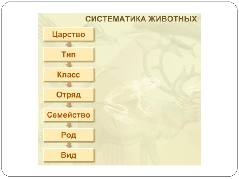 Систематика животных картинки