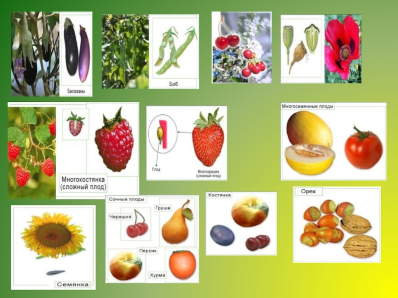 Простые плоды сложные плоды соплодия. Сложные плоды. Сложные плоды растений. Простые и сложные плоды. Сложные плоды примеры.