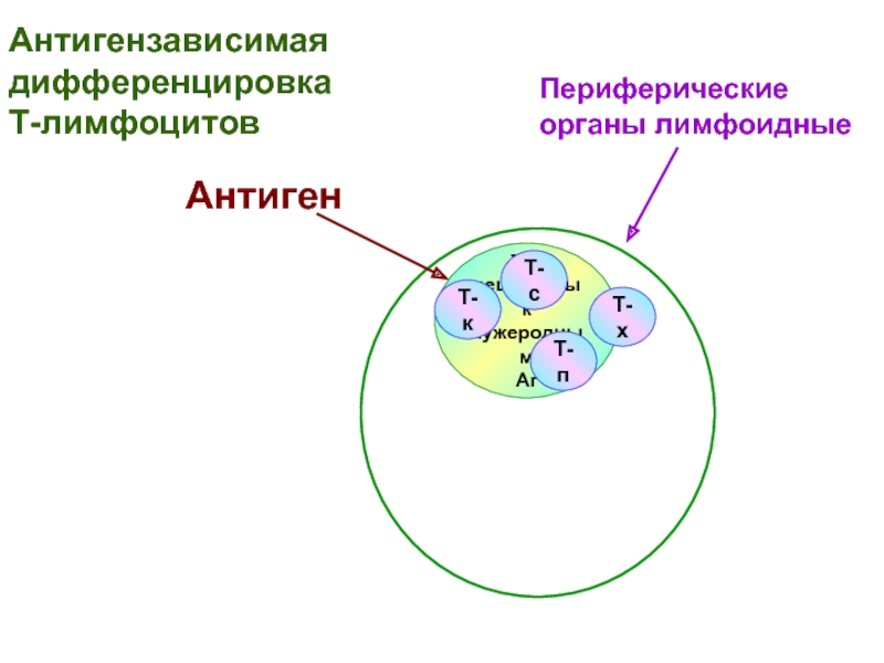 Дифференцировка лимфоцитов