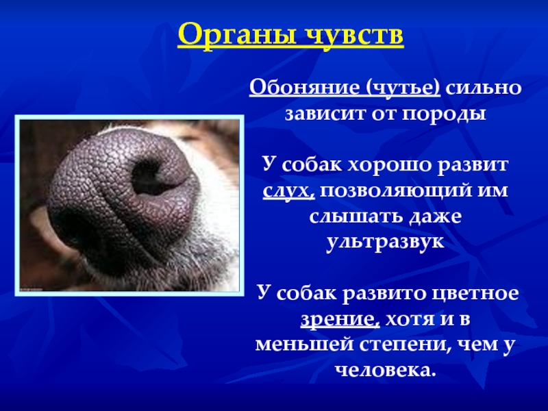 Органы чувствОбоняние (чутье) сильно зависит от породыУ собак хорошо развит слух, позволяющий им слышать даже ультразвук У
