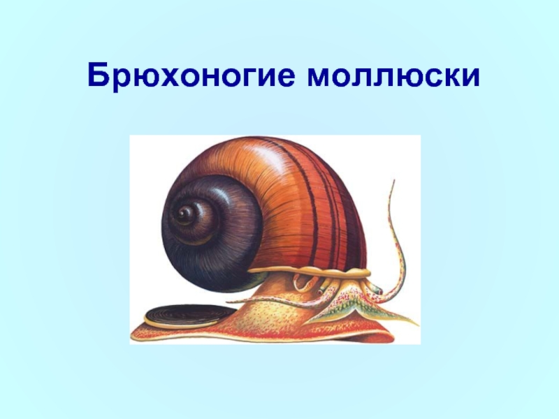 Брюхоногие моллюски