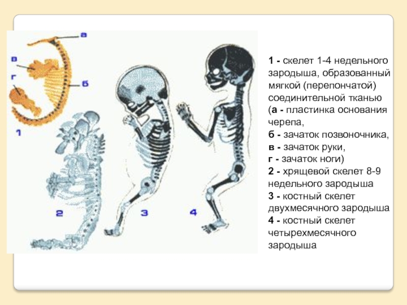 Формирование скелета рисунок