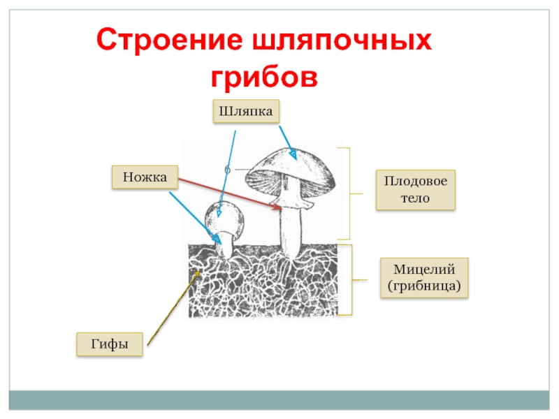 Схема строения шляпочного гриба