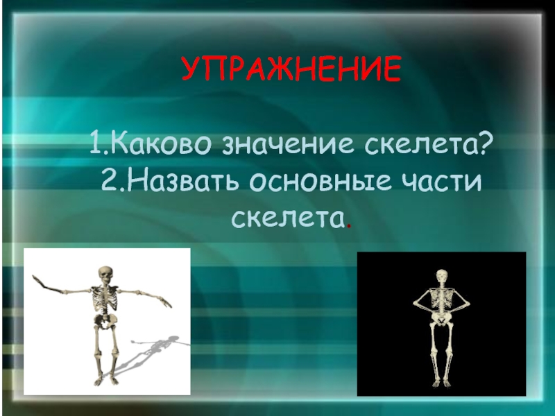 Значение скелета человека. Какова значение скелета. Каково значение скелета для человека. Каково значение скелета биология. Какого значение скелета кратко.
