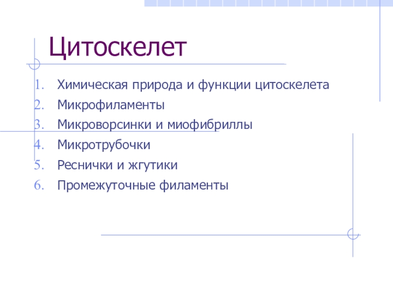 Цитоскелет