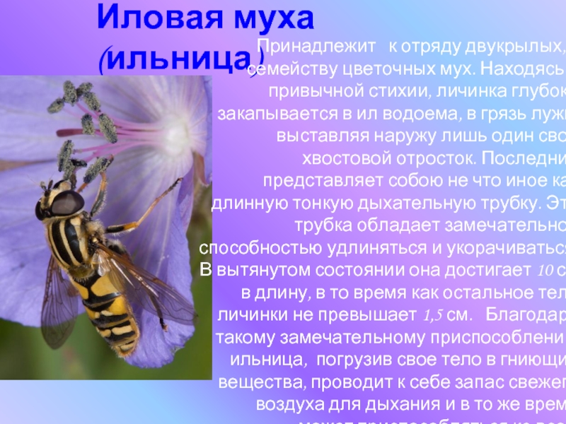 Иловая муха (ильница)Принадлежит  к отряду двукрылых, к семейству цветочных мух. Находясь в привычной стихии, личинка глубоко