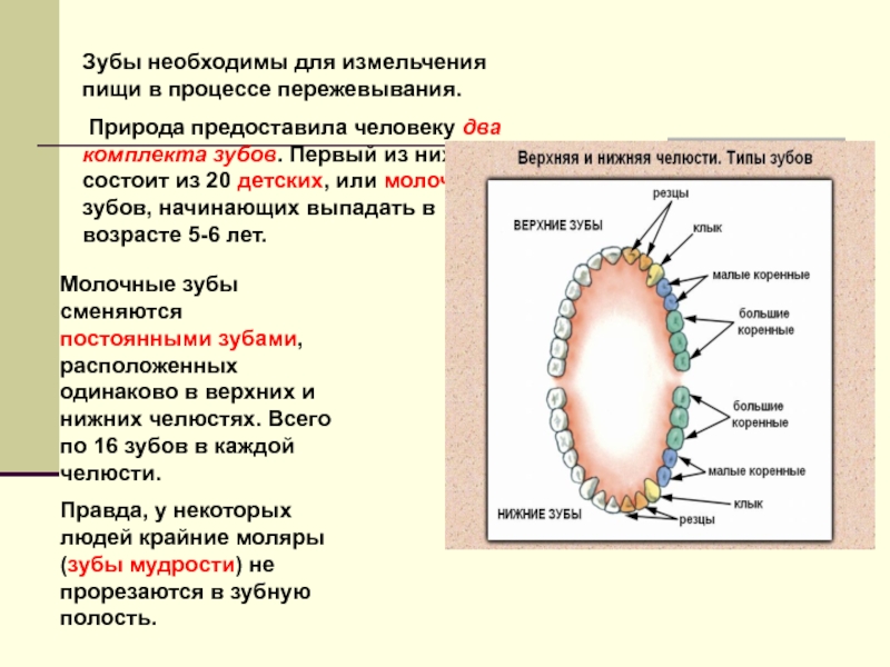 Дробление пищи. Дробление и размельчение пищи обеспечивают. Процесс пережевывания пищи. Измельчение пищи в ротовой полости. Какие зубы участвуют в пережевывании.