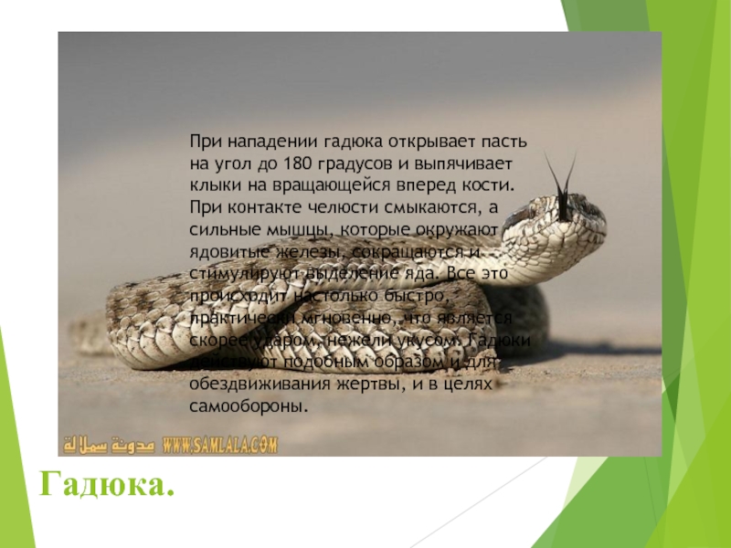 Гадюка. При нападении гадюка открывает пасть на угол до 180 градусов и выпячивает клыки на вращающейся вперед