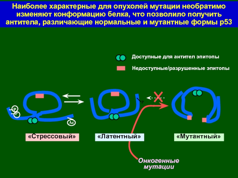 «Мутантный»«Стрессовый»Онкогенные  мутации«Латентный»Доступные для антител эпитопыНедоступные/разрушенные эпитопыPAcPНаиболее характерные для опухолей мутации необратимо изменяют конформацию белка, что позволило