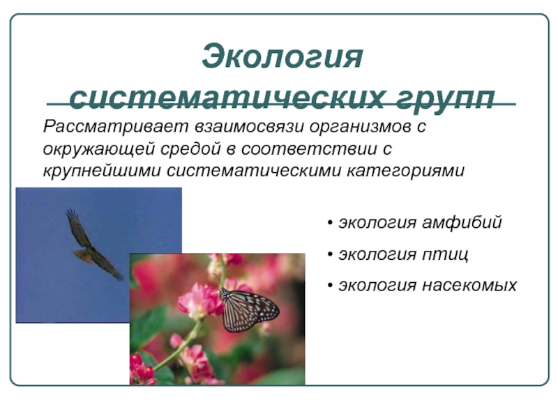 Экология отношения организмов. Взаимоотношения организмов экология. Экологические группы амфибий. Взаимосвязи организмов и окружающей среды. Экологические группы насекомых.