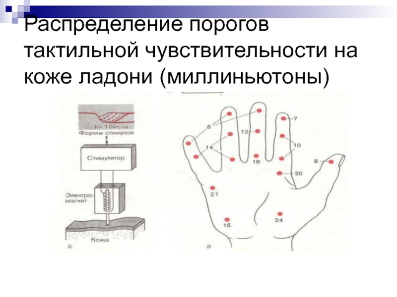 Орган тактильной чувствительности