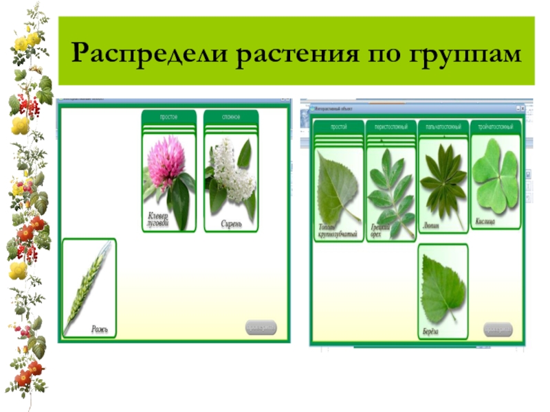 Распределите предложенные растения по группам в зависимости. Распредели растения по группам. Распределите растения на группы. Распределите предложенные растения по группам.. Распределение растений по группам.