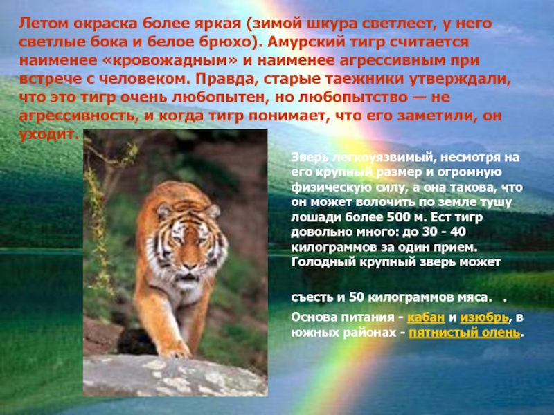 Летом окраска более яркая (зимой шкура светлеет, у него светлые бока и белое брюхо). Амурский тигр считается