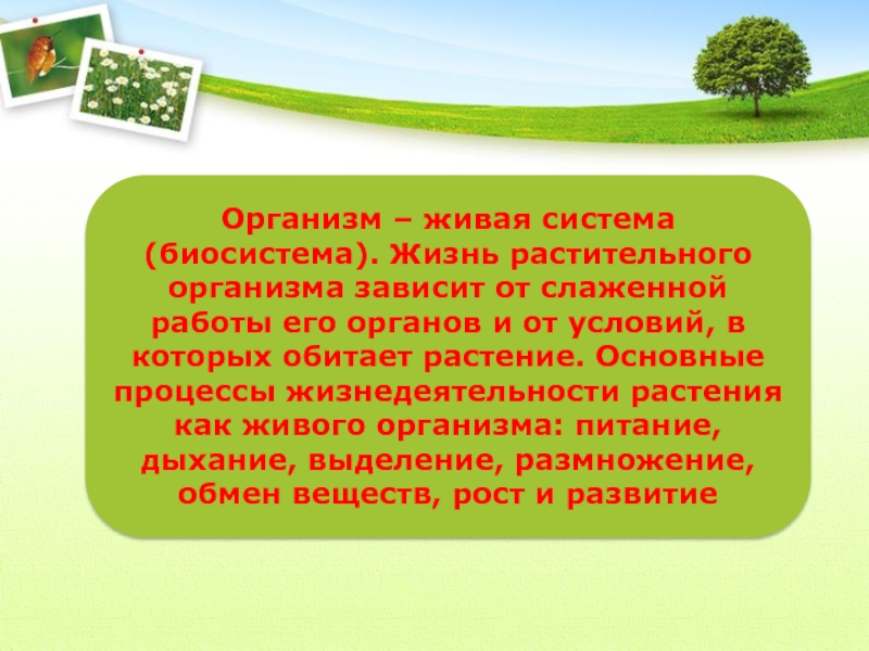 Технической системой не является растение компьютер мост стадион