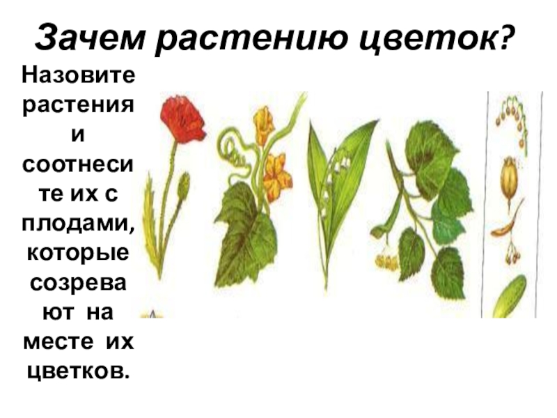 Какой цветок и почему. Соотнести растение и плод. Как называется это растение. Соотнесите растение и плод. Зачем растению цветок.