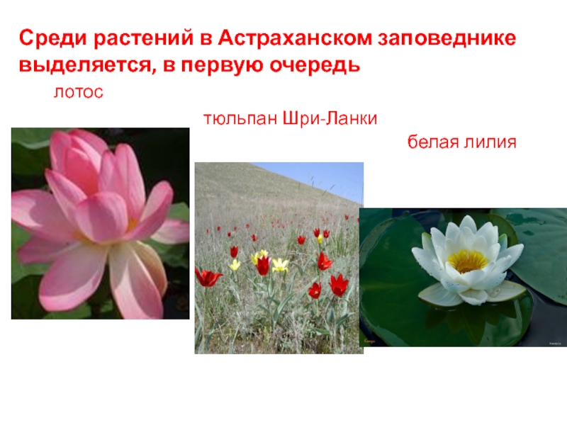 Астраханский растительного происхождения