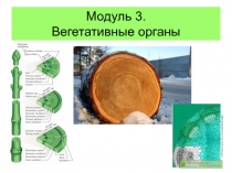  Вегетативные органы