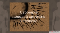 Строение
половой системы
человека