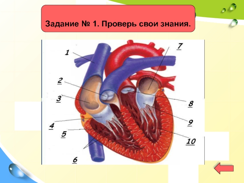 Рассмотрите строение сердца к рисунку сделайте обозначения