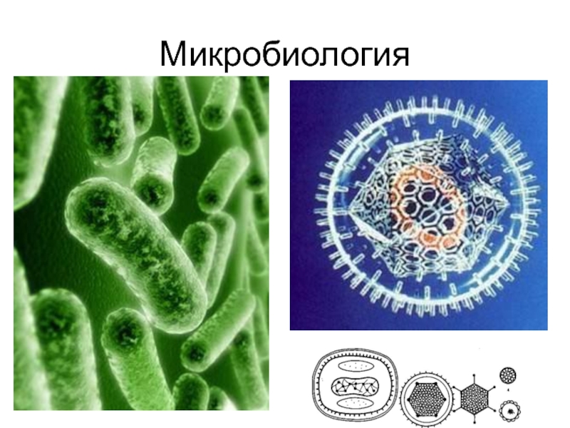 Микробиология 10 класс
