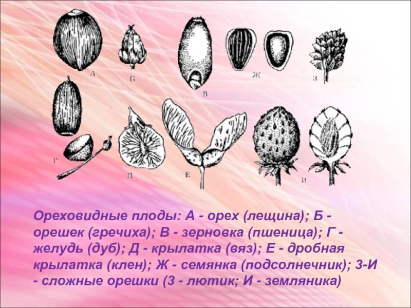 Растения плода орешек. Ореховидные плоды Желудь. Плод семянка рисунок. Семянка растение. Сухие ореховидные плоды.