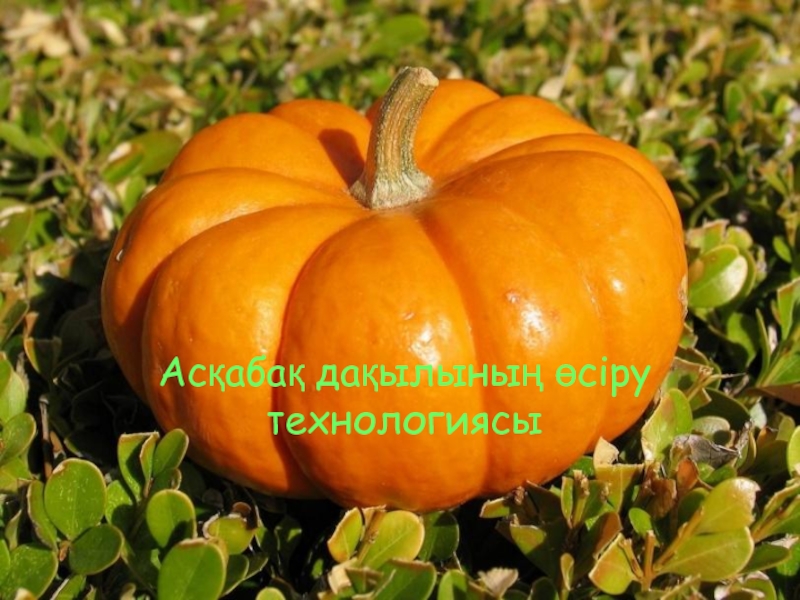 Ас қабақ дақылының өсіру технологиясы