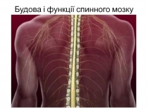Будова і функції спинного мозку