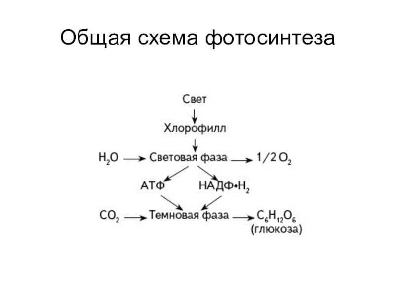Обмен веществ фотосинтез биосинтез. Схема ассимиляции пищевых жиров. Схема фотосинтеза 10 класс. Схема гликолиза биохимия. Гликолиз схема процесса.