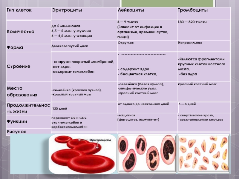 Повышенный белок лейкоциты и эритроциты