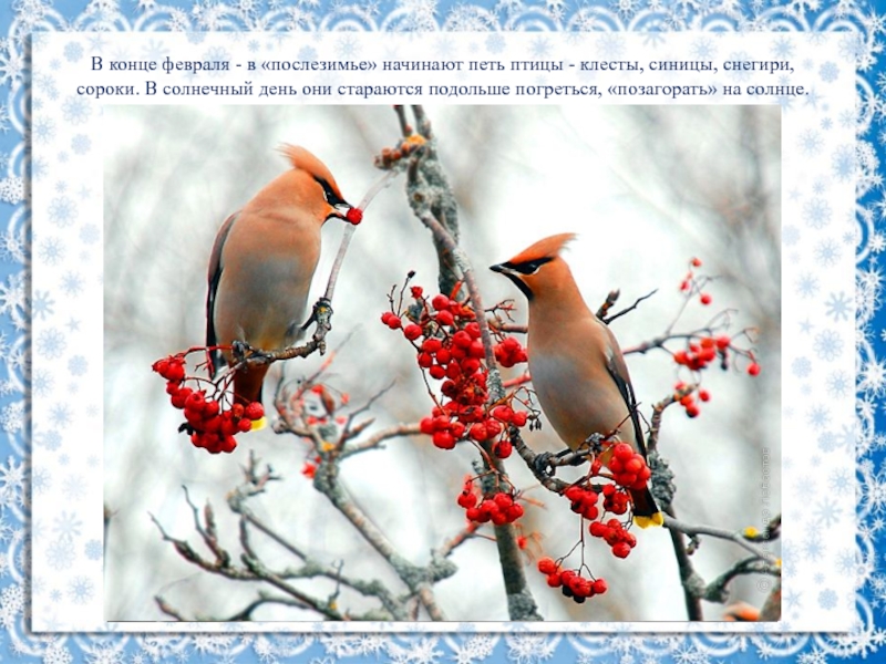 Февраль кто исполняет. Птицы в феврале. Птицы начали петь. В феврале начали петь птицы. Февраль птички начинают петь.