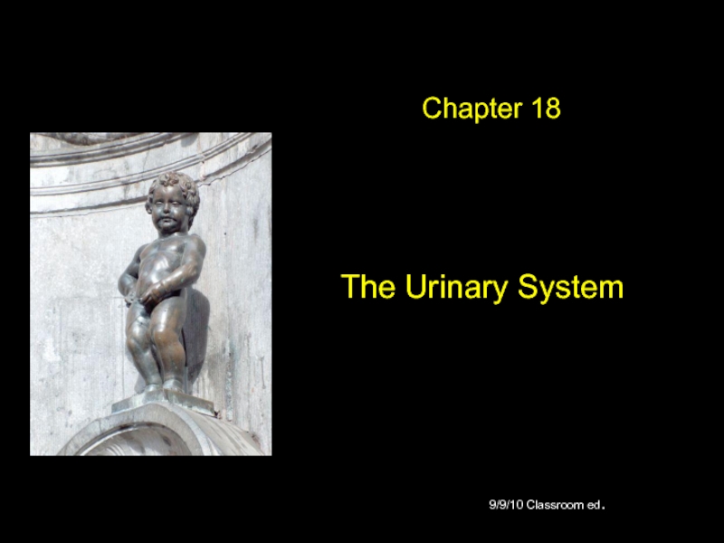 Презентация The Urinary System