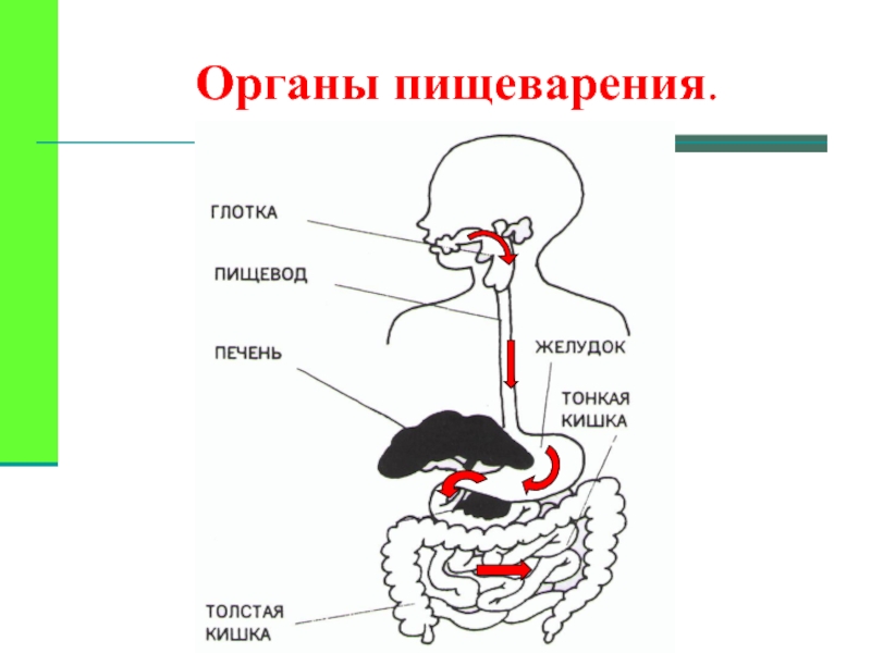 Органы пищеварительной системы человека презентация